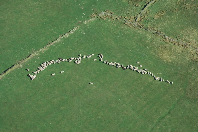 many sheep scattered about the grass together in a field