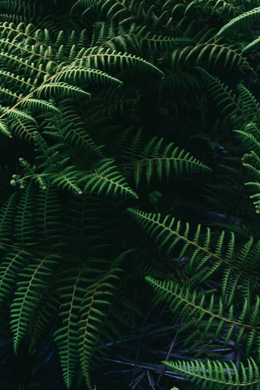 an overhead view of a bunch of green leaves