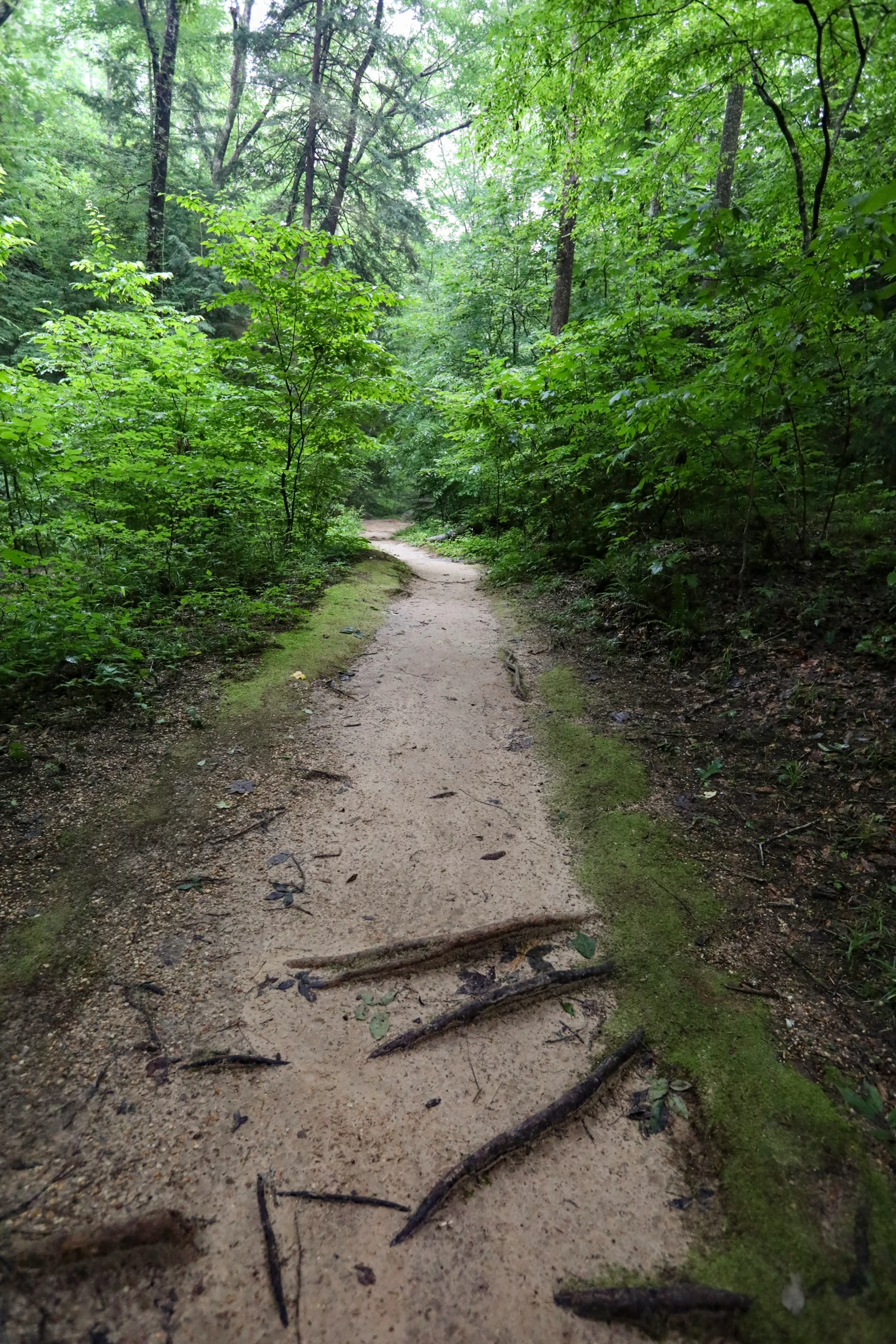 a dirt trail in the middle of trees