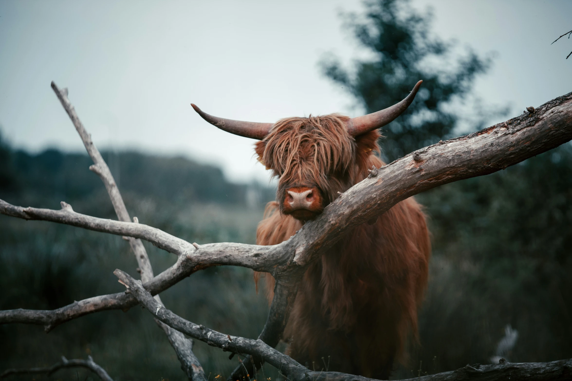 long horn steer looking out from behind a fallen tree