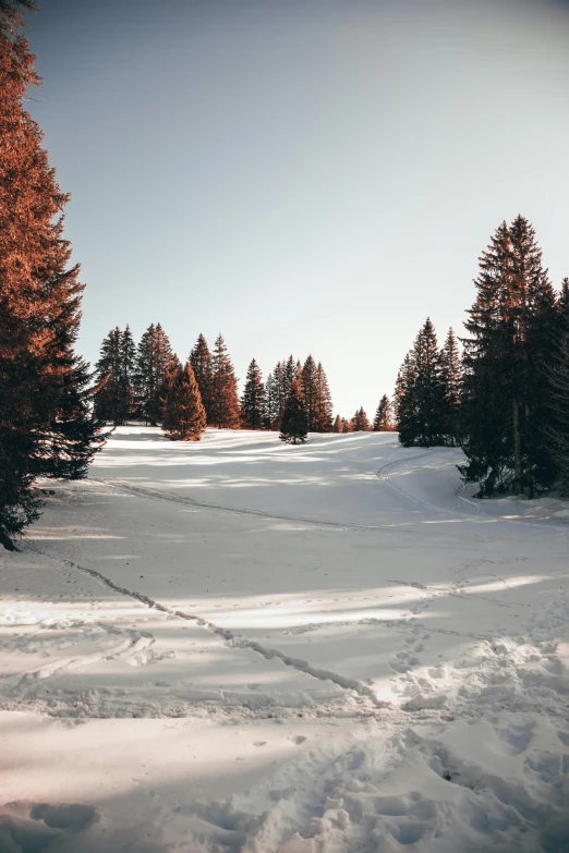 some tall trees in the background on a very snowy ground