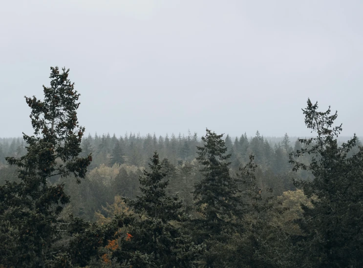 a large forest full of trees with a cloudy sky