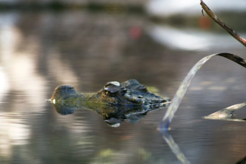 an alligator is swimming in the lake and it appears to be submerged