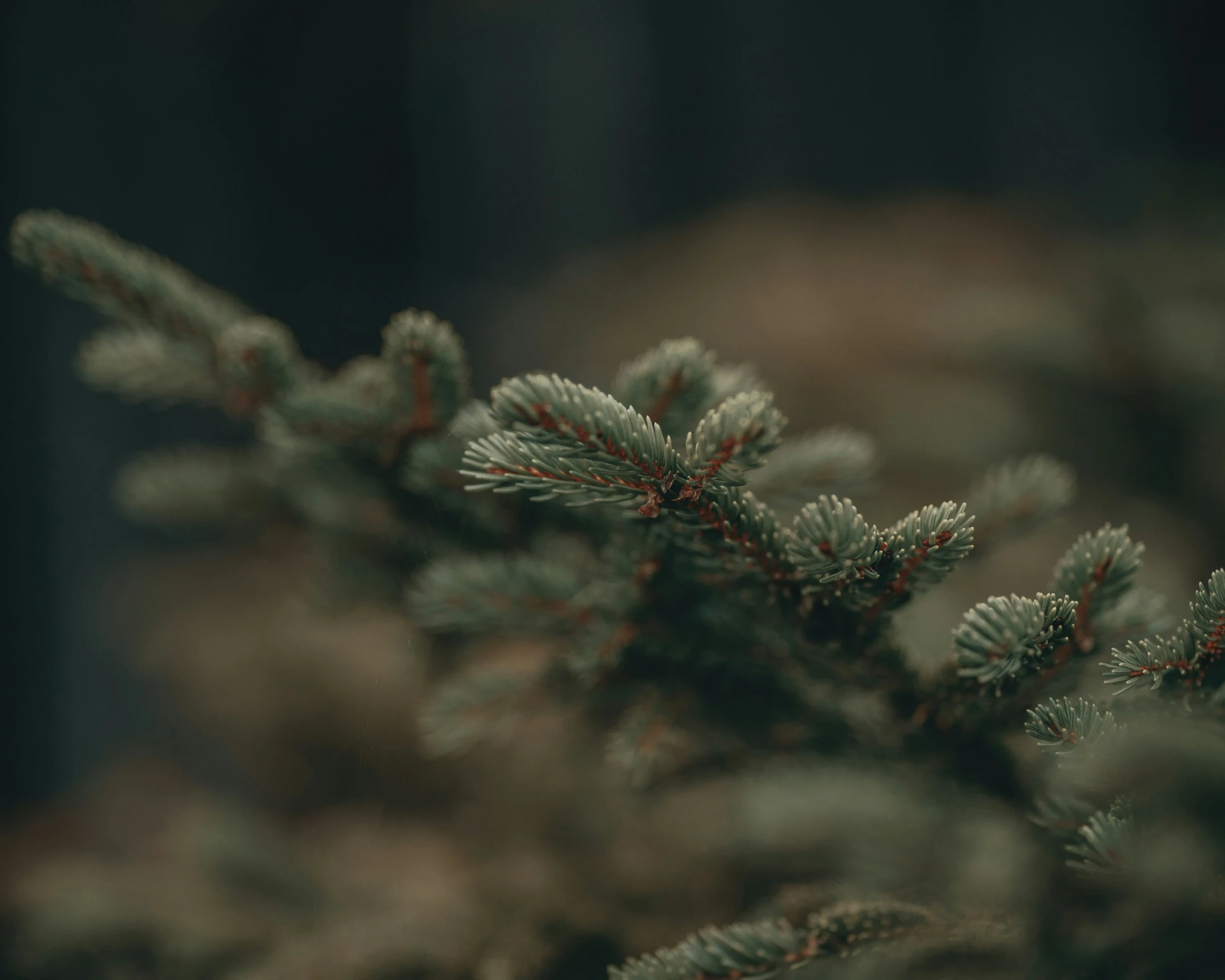 some very pretty green plants with little leaves