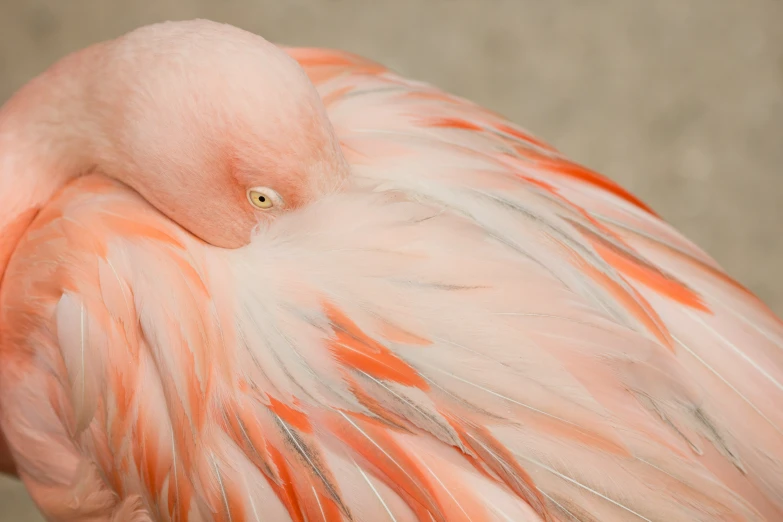 the head of a flamingo with very feathers, has yellow eyes