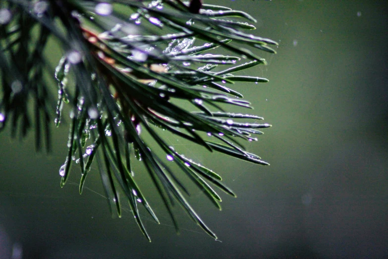 the water droplets on the pine tree needles