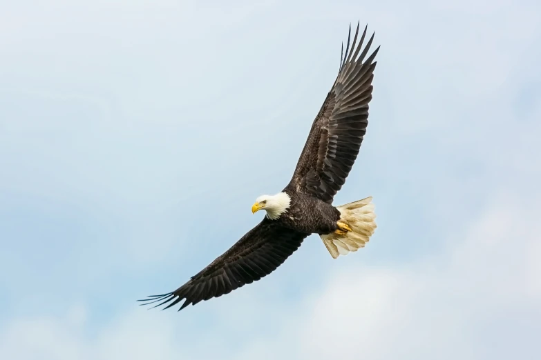 an eagle flies through the air with its wings extended