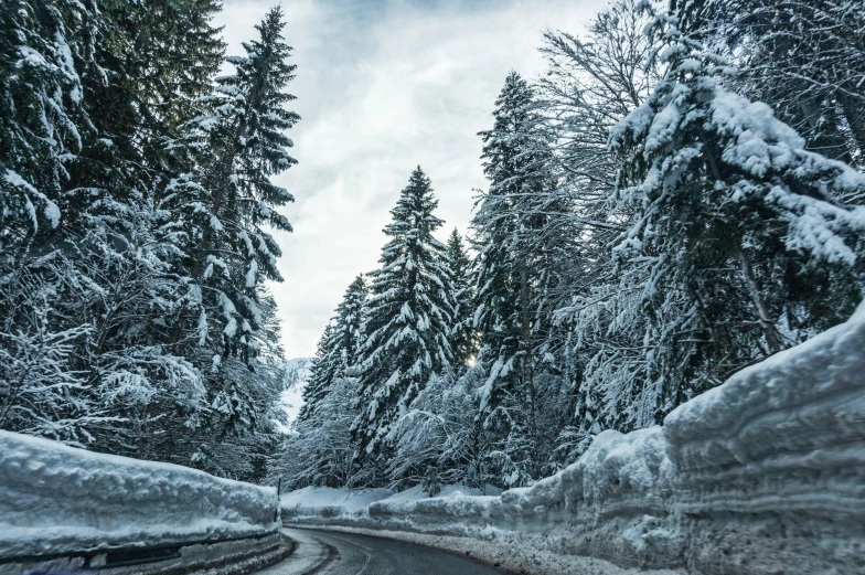 a road in winter lined by snowy trees