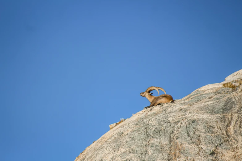 goats resting on top of a mountain with a clear blue sky