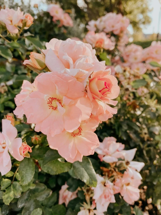 large pink flowers are growing beside some bushbery