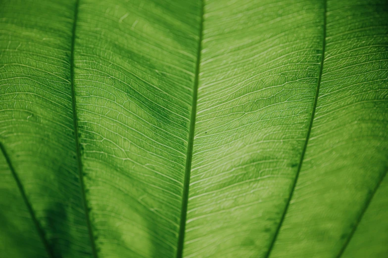 closeup image of the details on the underside of a leaf