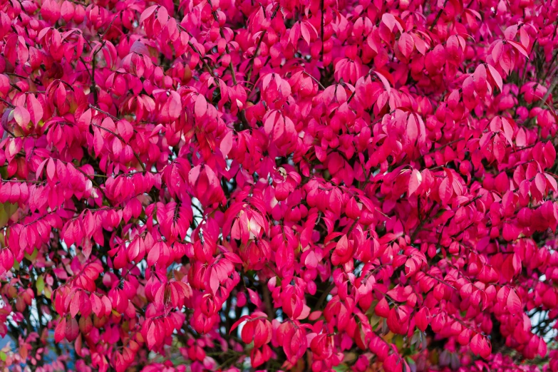 many red leaves are on the tree outside