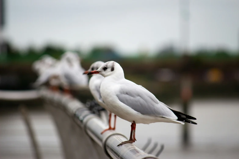 two seagulls are sitting on a rail and one is looking down