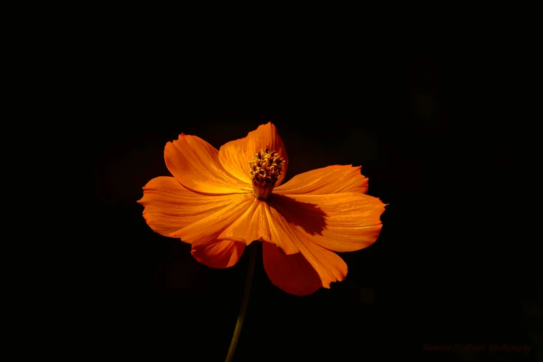 an orange flower lit by the sun