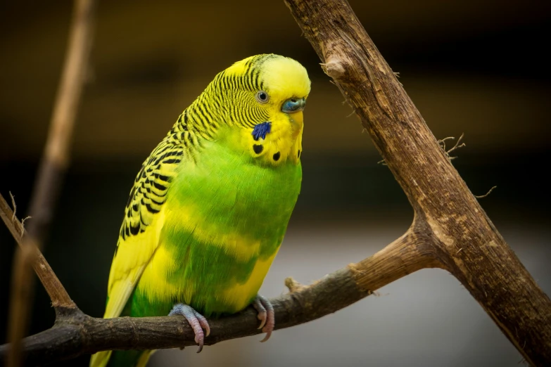 a green and yellow bird sitting on top of a nch