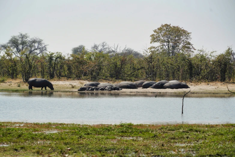 hippopotamus standing in a body of water