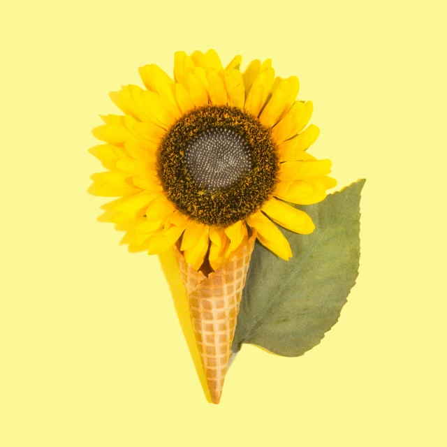 a sunflower with an ice cream cone that looks like it has a brown cone on top