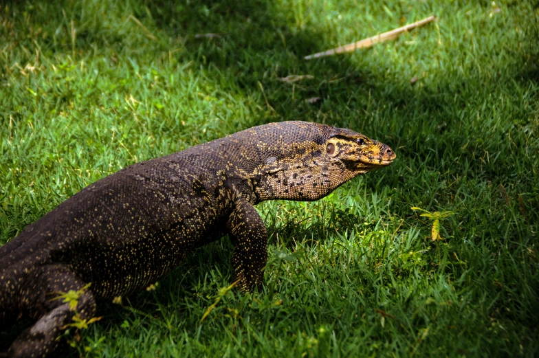 a very large animal that is in the grass