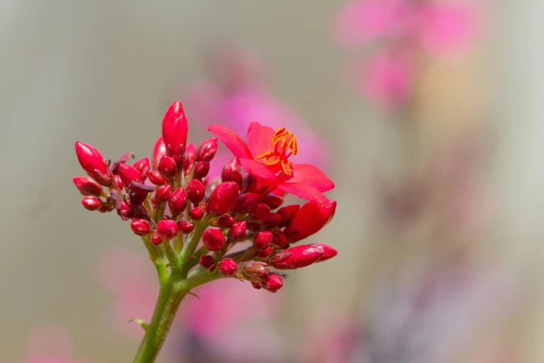 a plant with red flowers growing out of it