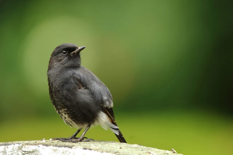 a bird is sitting on a nch with its mouth open