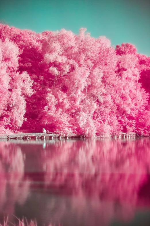 some water trees and grass and pink hued trees