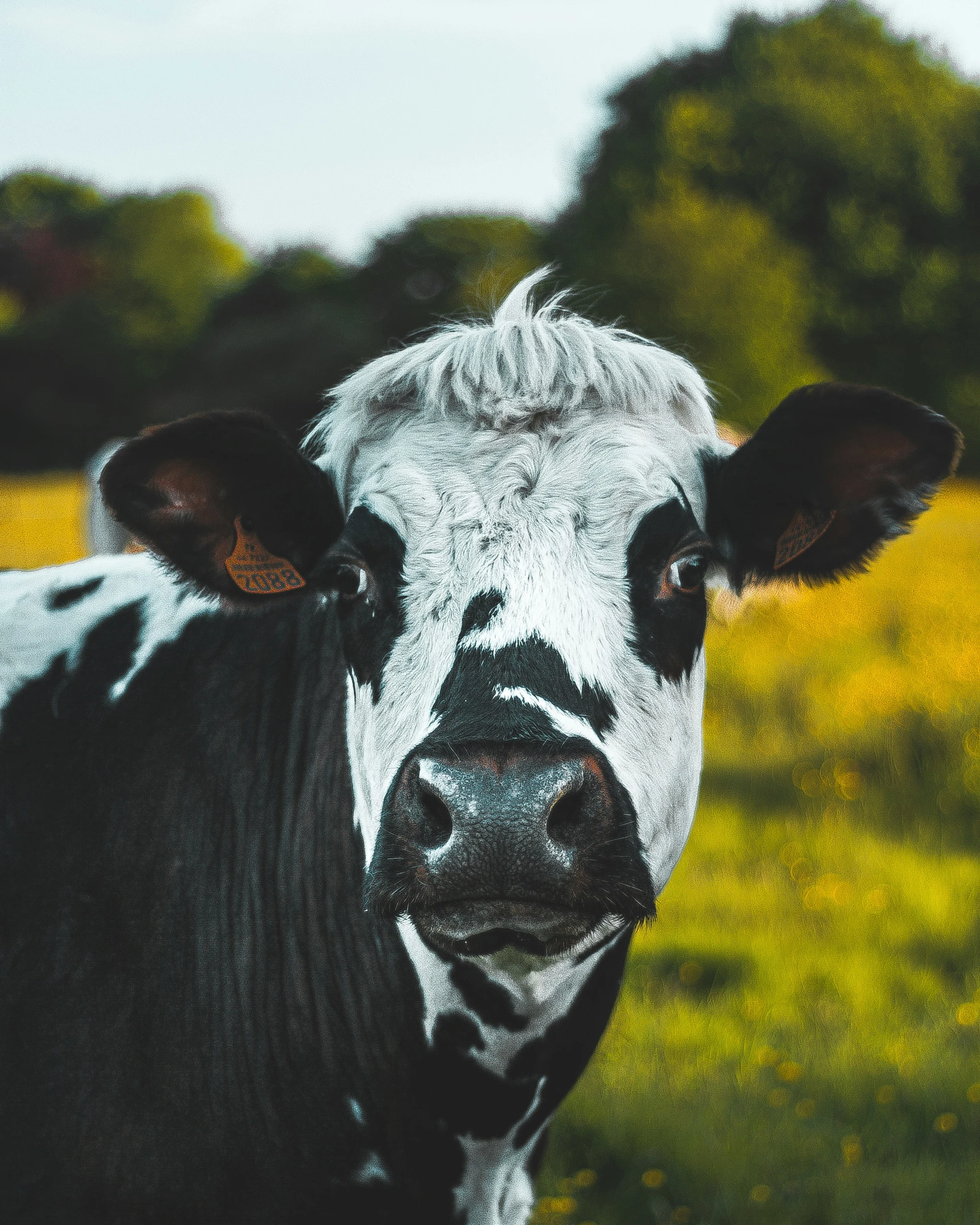 a cow is standing in the grass with his ears out