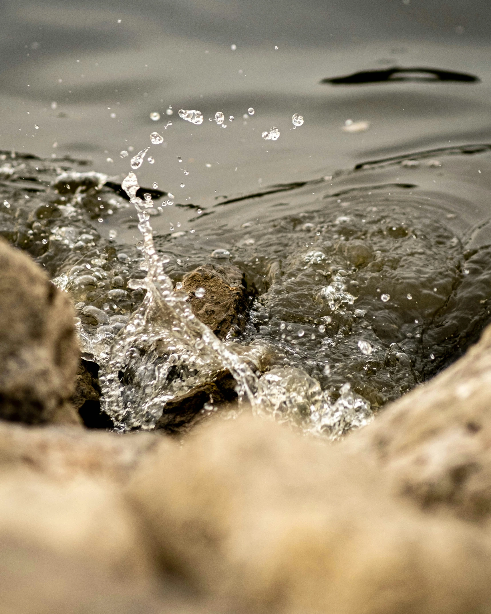 an image of a bird on the water