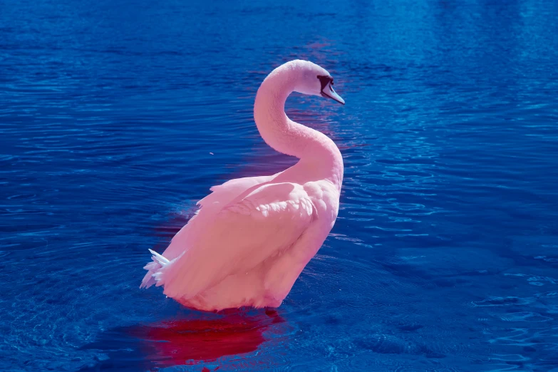a large pink and white bird floating on top of water