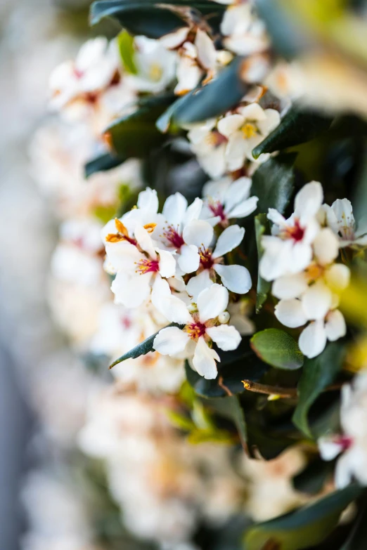 closeup of a plant with white flowers and green leaves