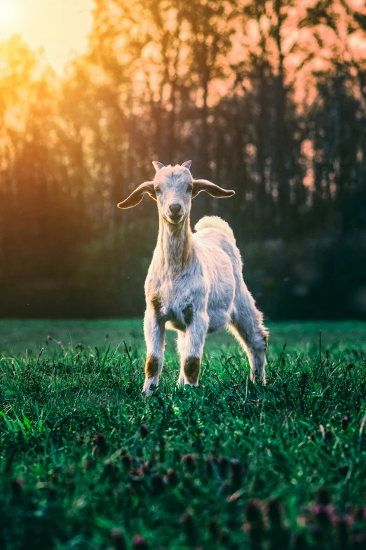 a goat stands in the grass near trees