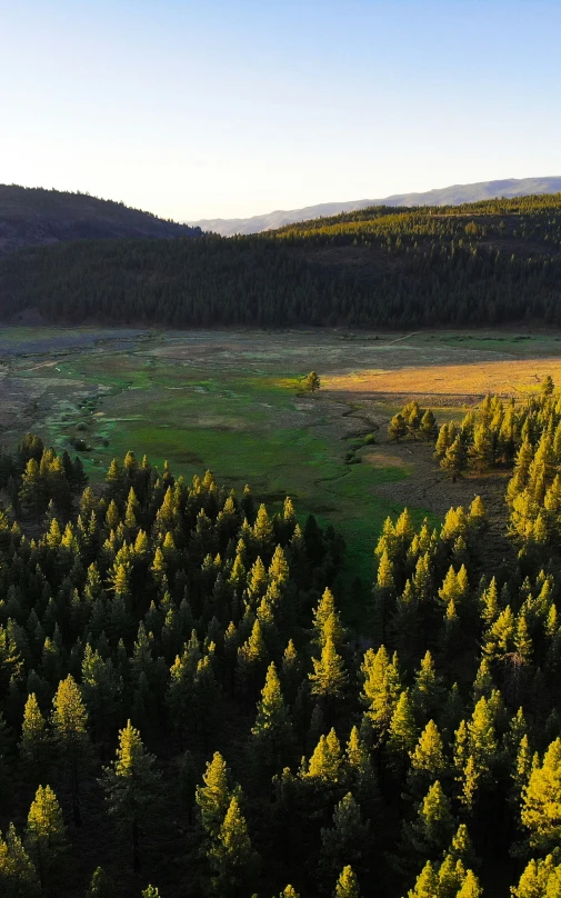 a field that has some trees in it