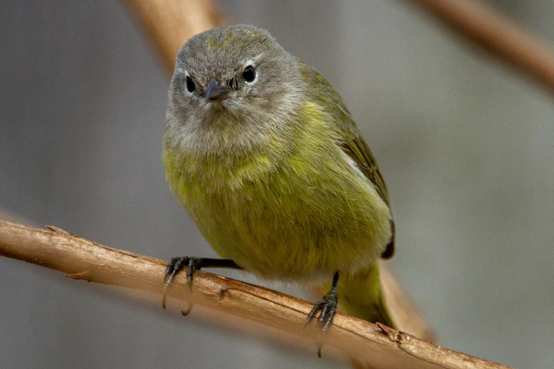 a green bird on a nch during the day