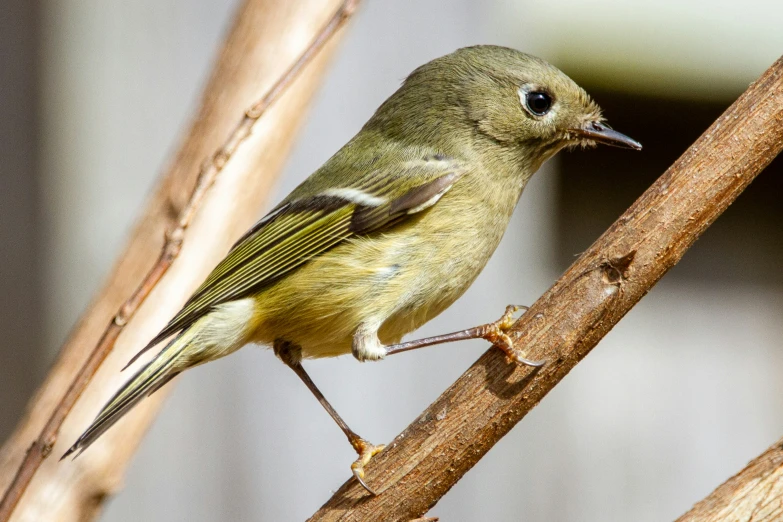 a yellow and brown bird sits on the end of a tree limb