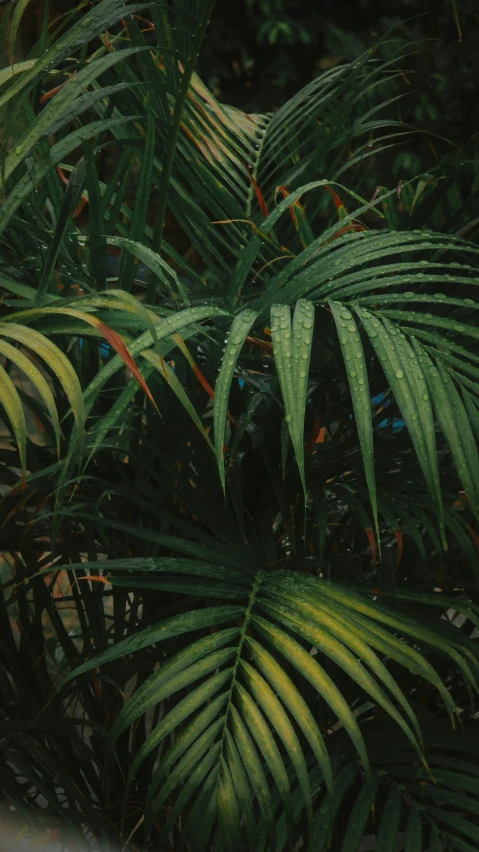 a bunch of leafy green plants next to a building