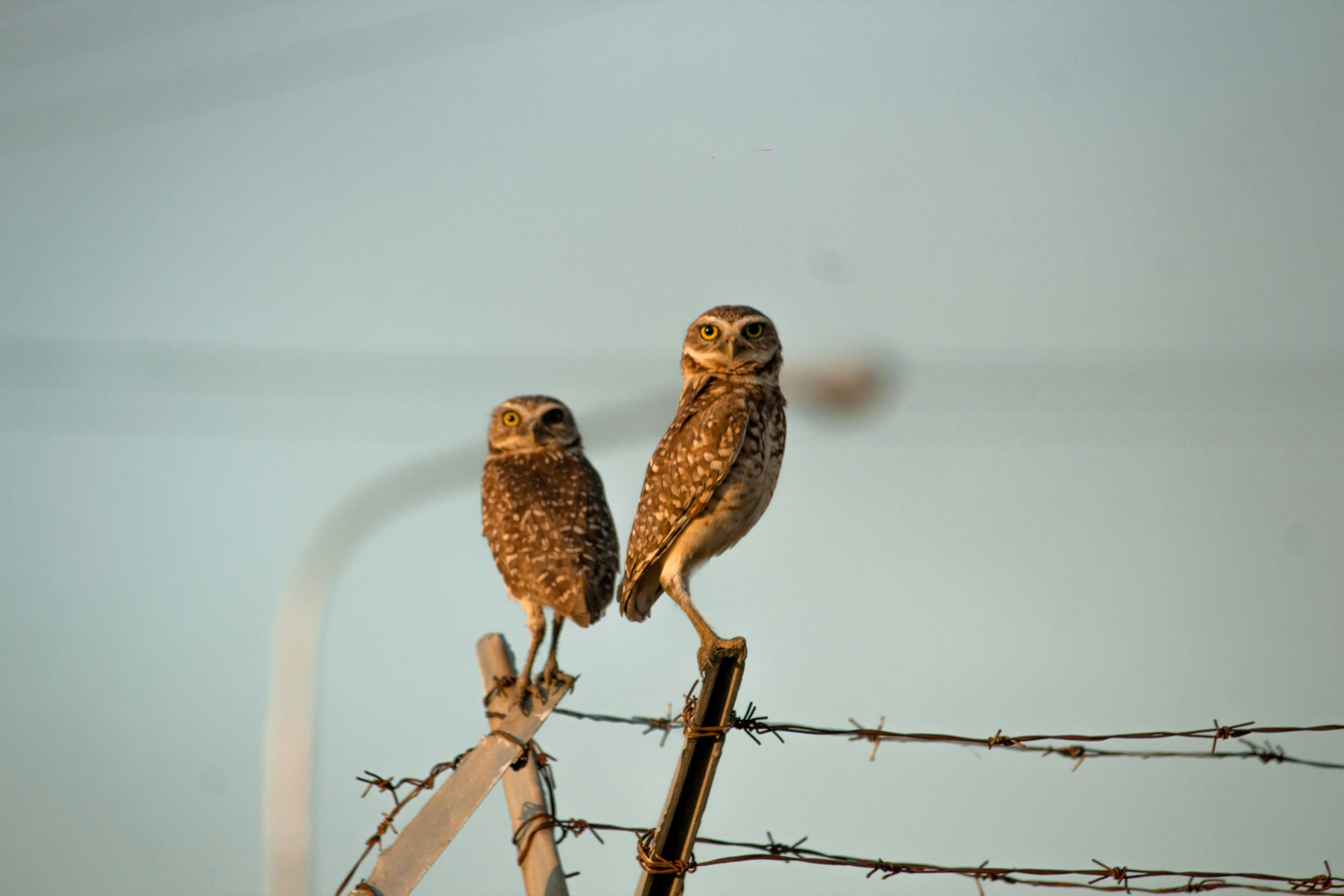 two owls sitting on top of barbed wire