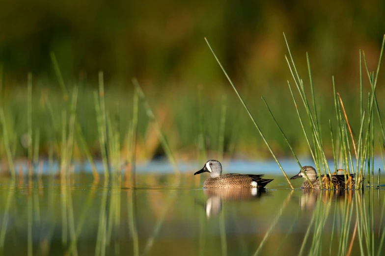 two birds that are swimming on the water