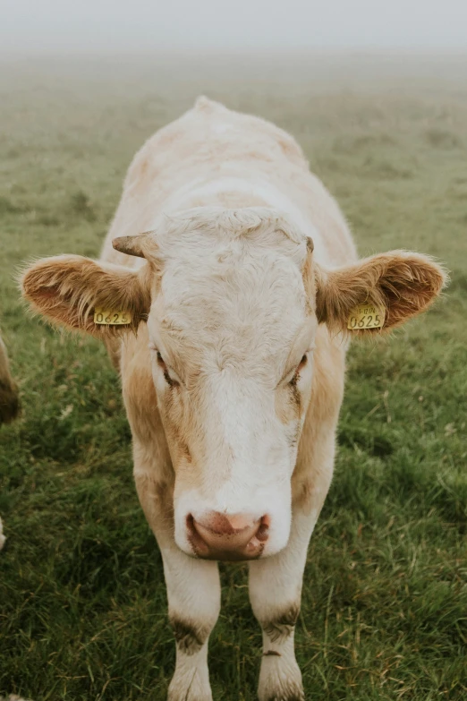 a cow is standing in the grass near another cow