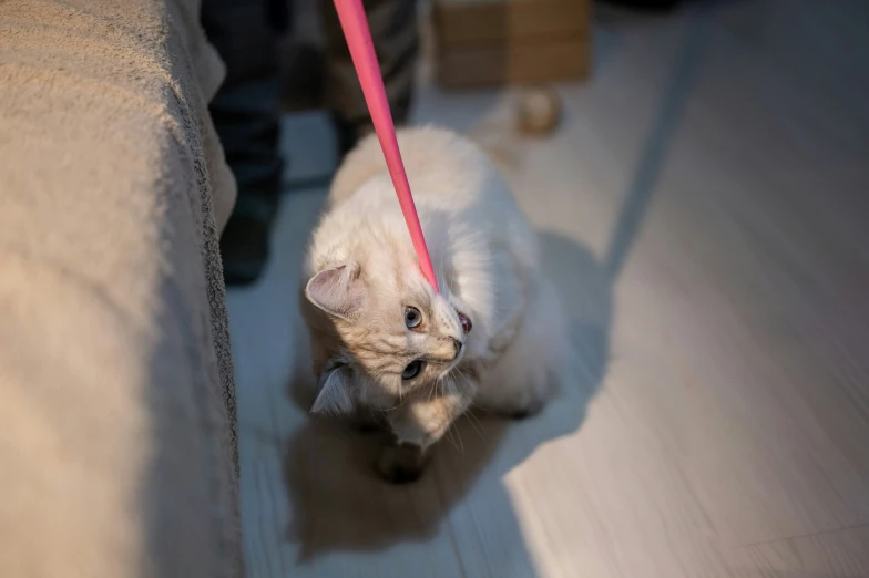 a small cat is wearing a red collar