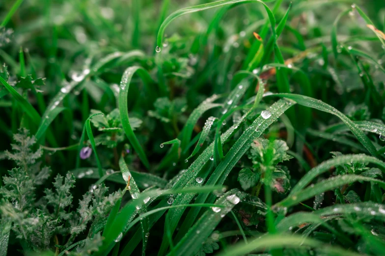 green grass with wet leaves and water drops