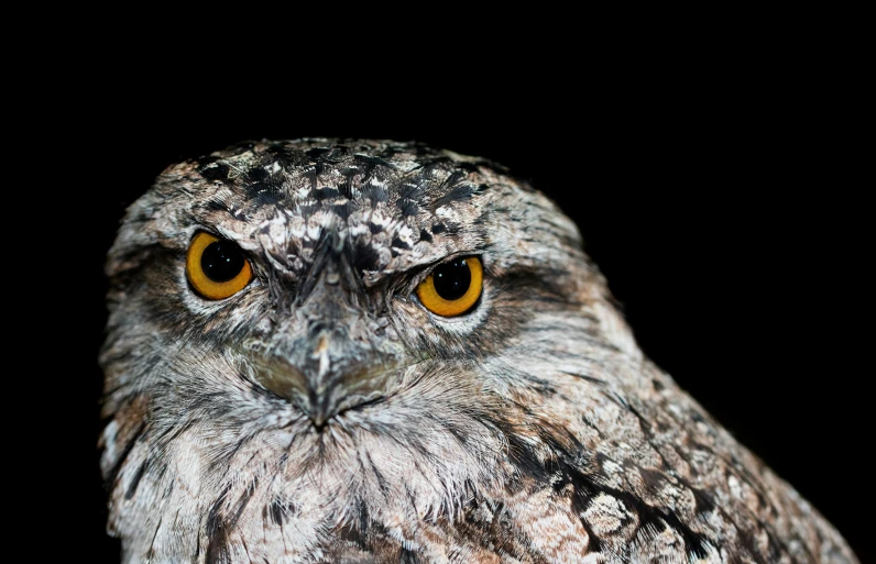 an owl is pographed at night with glowing eyes