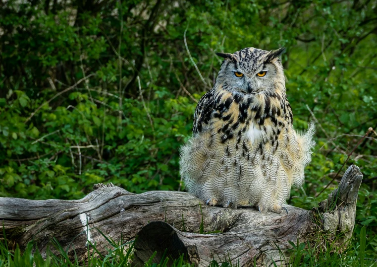 an owl is perched on a fallen tree