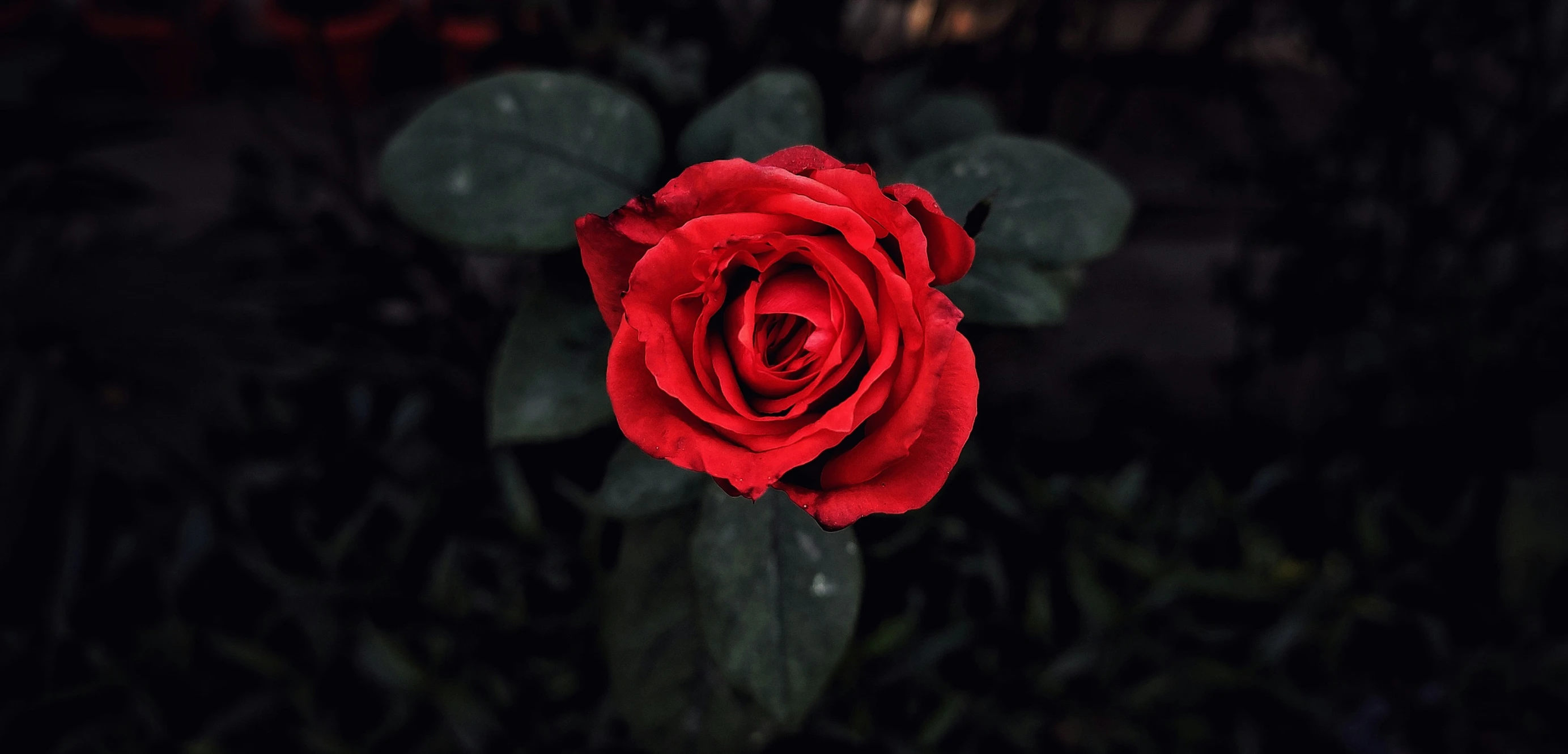 red rose with its petals blooming, in the dark