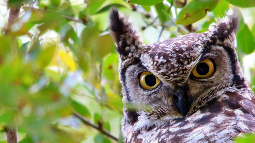an owl with yellow eyes is hiding in a tree