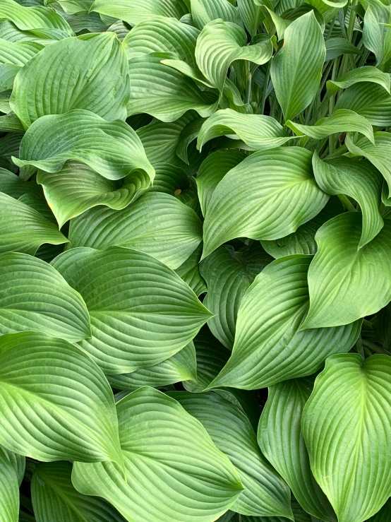 closeup of a bunch of green leaves of a plant