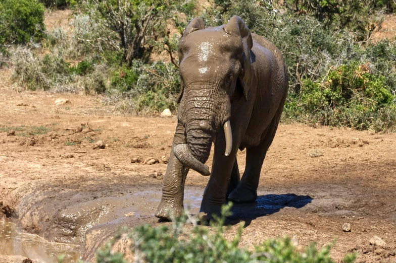 there is an elephant walking in a pool of water