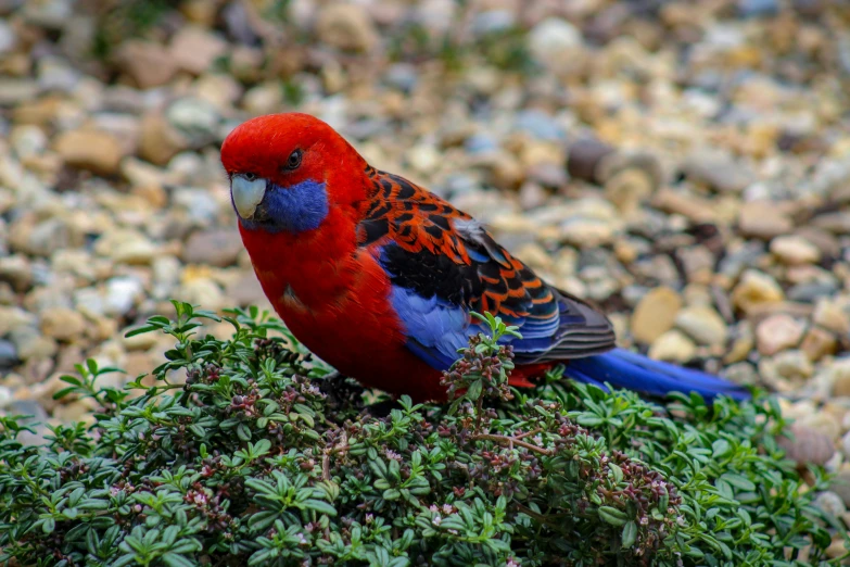 a colorful bird with blue, red and yellow feathers