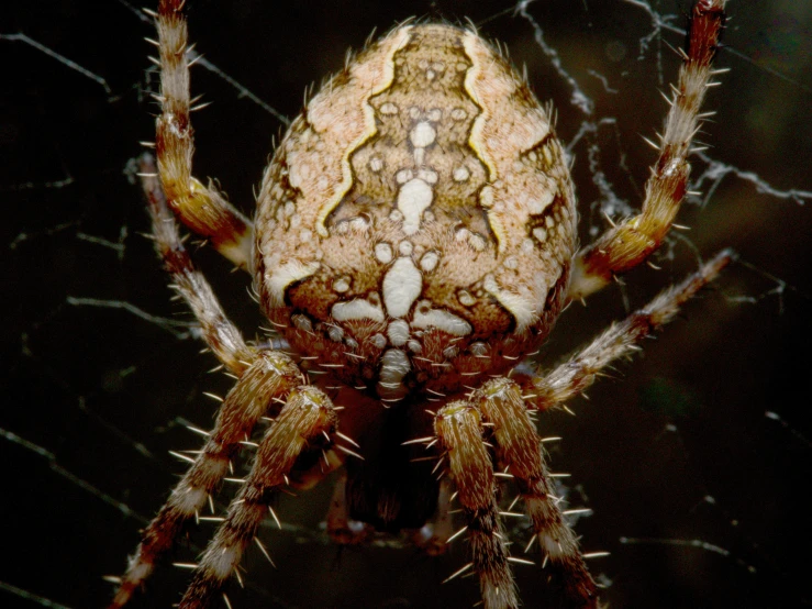 a close up s of a spider with many holes