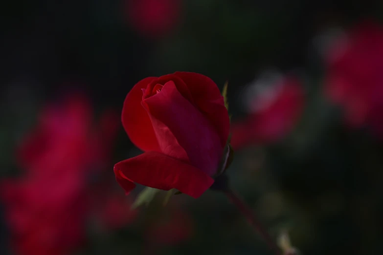 there is a small red rose that is in the dark