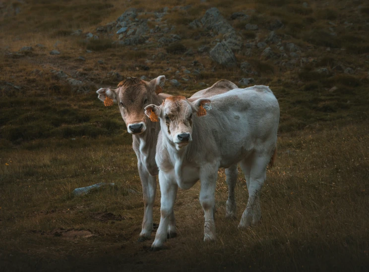 two cows standing on a grassy hill side