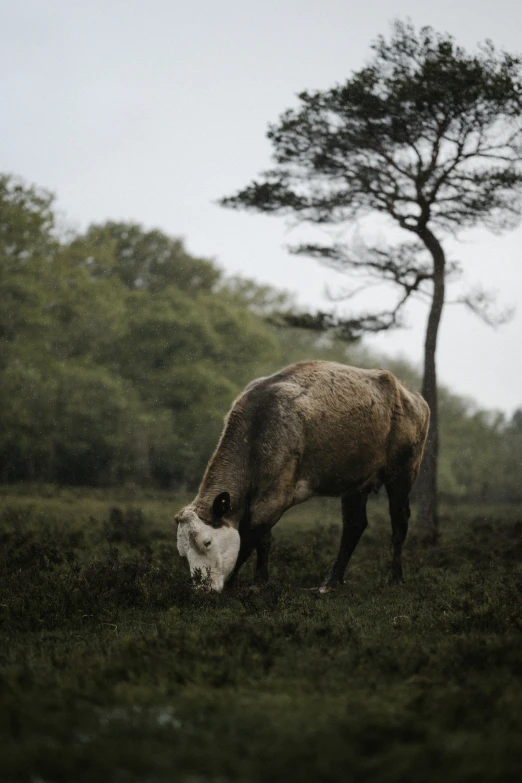 a cow that is eating grass in a field